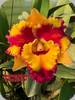 Blc. Rungnapha Fancy Warm Welcome
